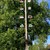 ein Maibaum