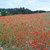 Wiese mit Acker-Wildkraut