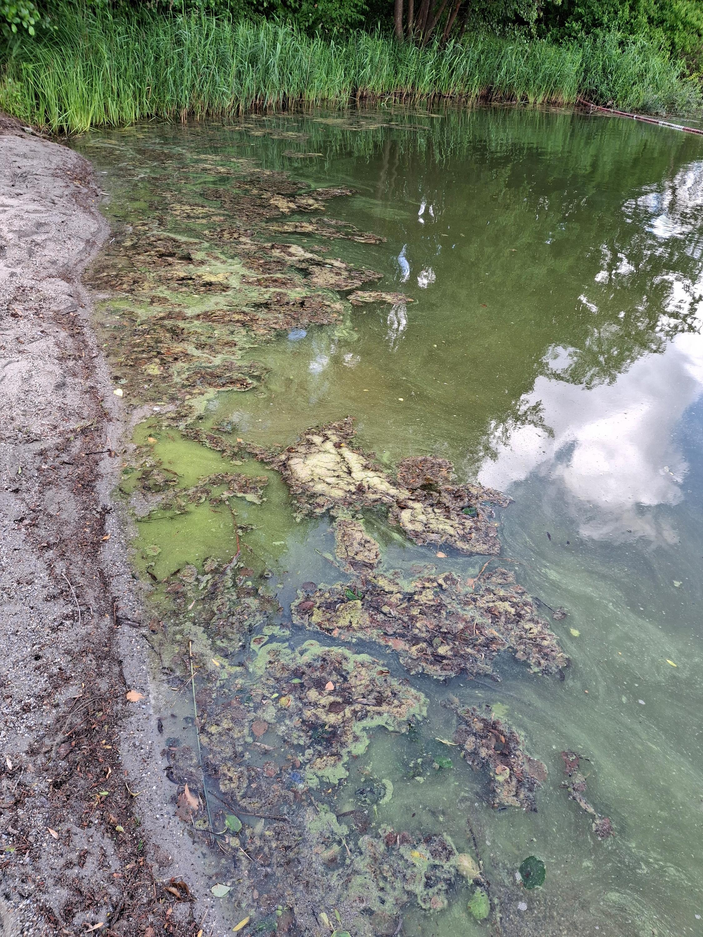 Blaualgen im Ebenhausener Weiher