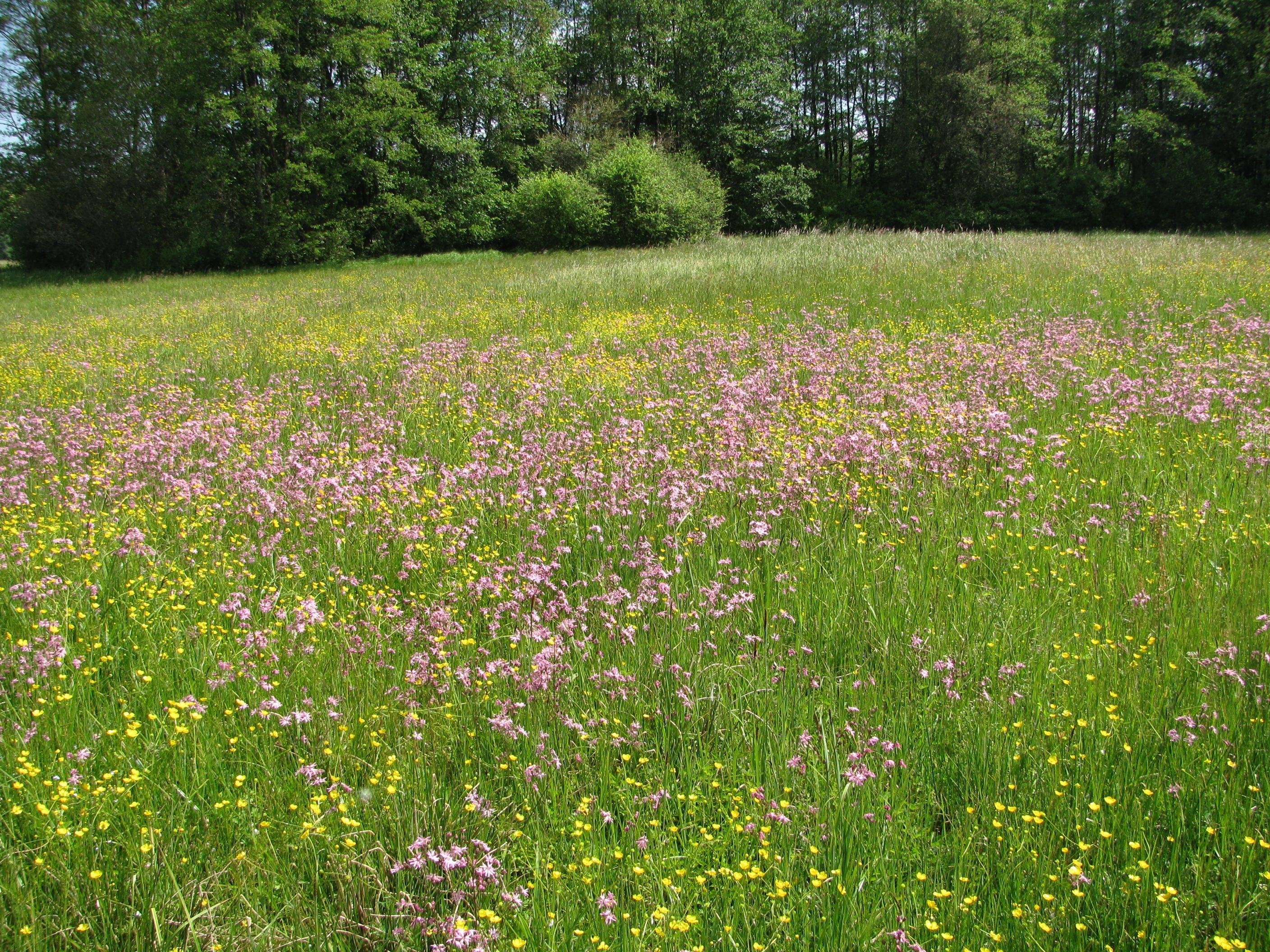 eine Wiese