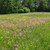 eine Wiese