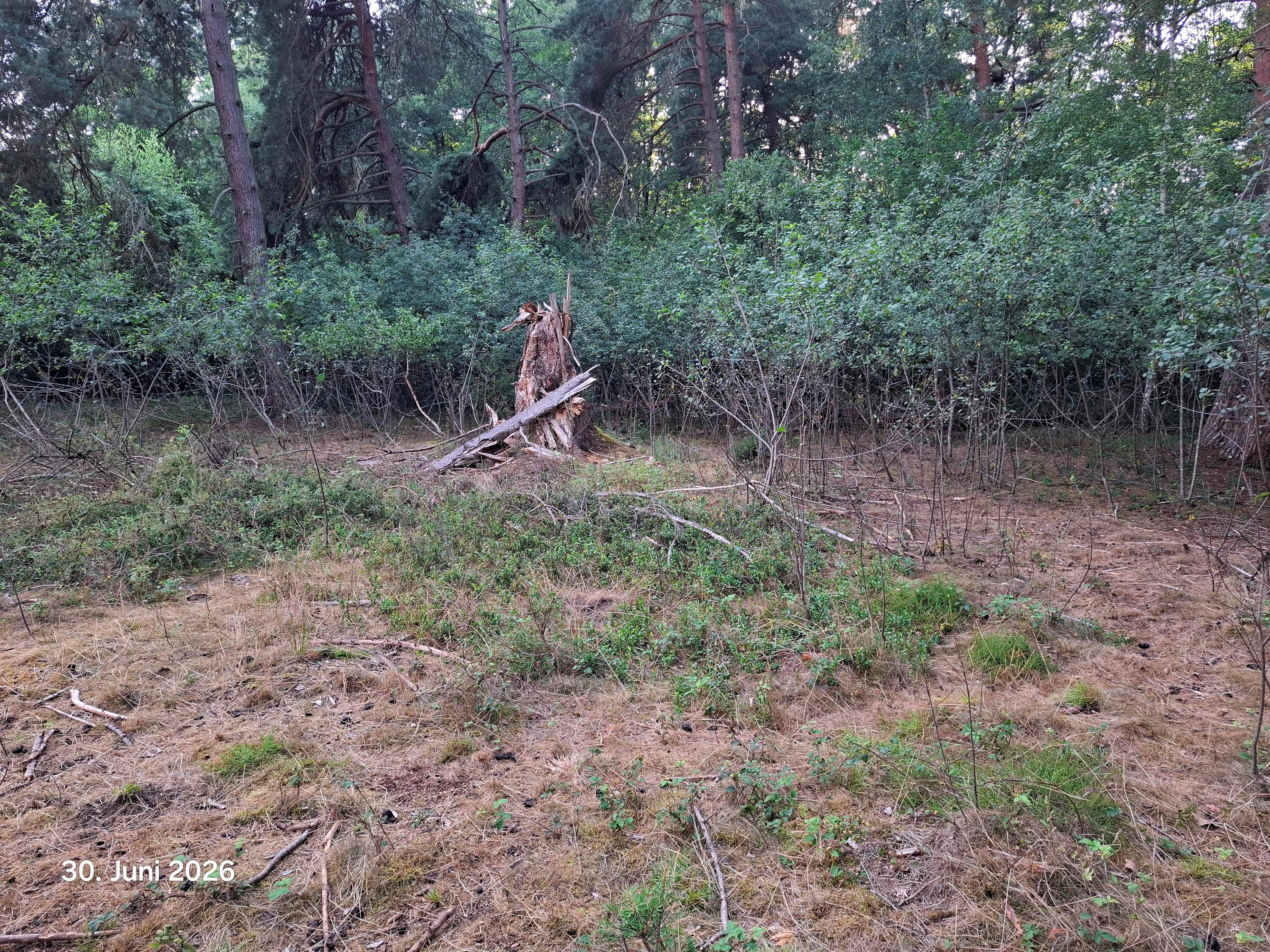 Nöttinger Viehweide